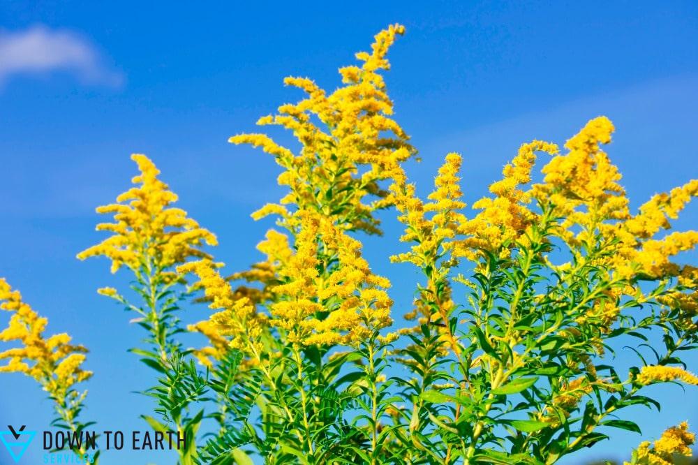 goldenrod fall plant